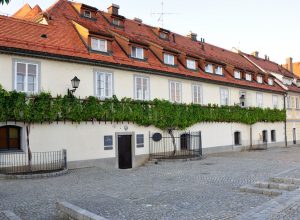 The World oldest vine